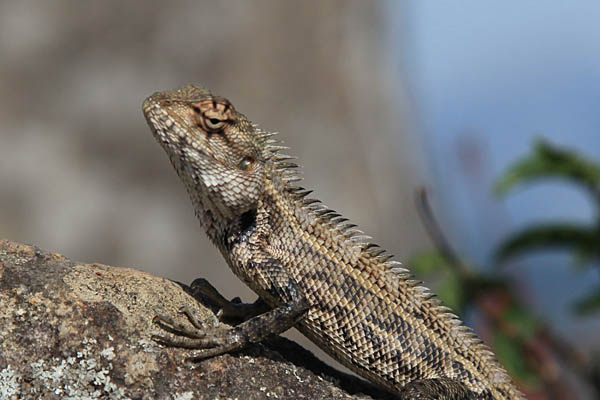 Common Garden Lizard